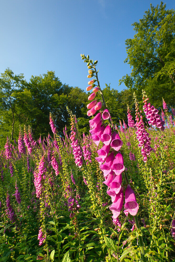 Fingerhut (Digitalis purpurea) am Waldrand, Eifelsteig, Nationalpark Eifel, Eifel, Nordrhein-Westfalen, Deutschland