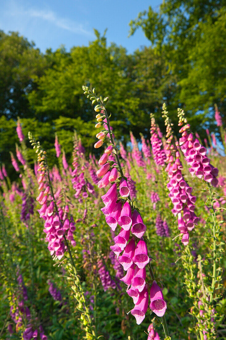 Fingerhut (Digitalis purpurea) am Waldrand, Eifelsteig, Nationalpark Eifel, Eifel, Nordrhein-Westfalen, Deutschland