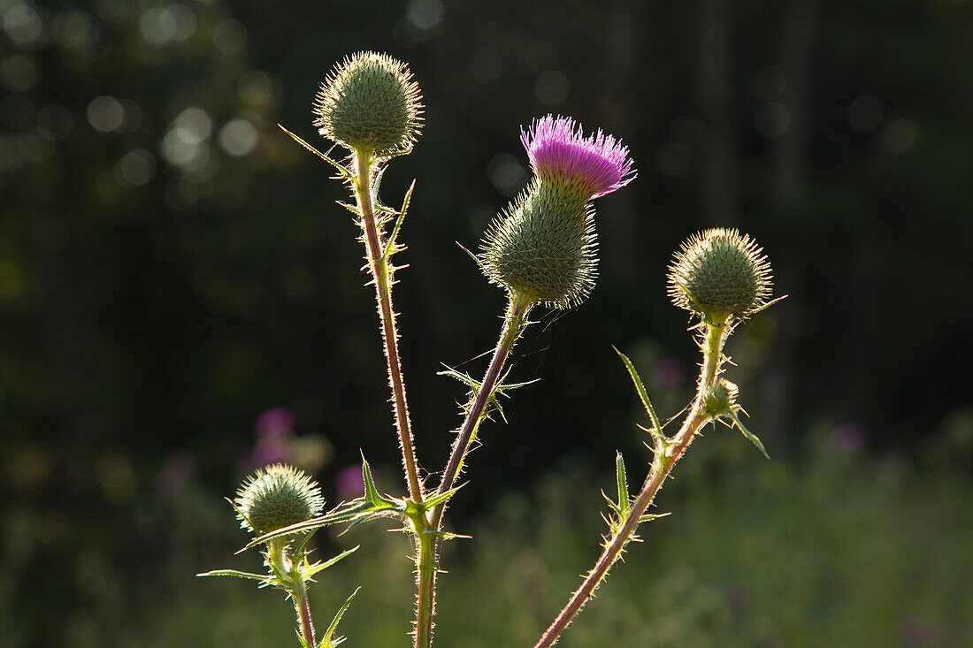 Thistles, Eifelsteig hiking trail, Nationalpark Eifel, Eifel, North Rhine-Westphalia, Germany