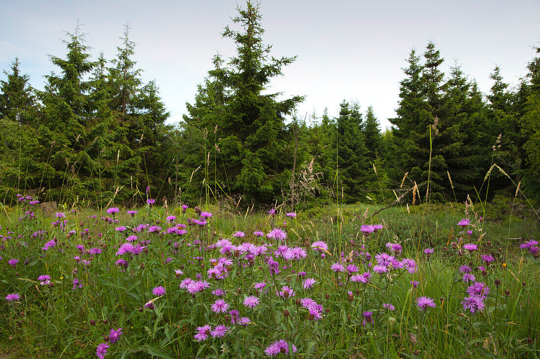 Cornflower (Centaurea jacea) along the wayside, Hohes Venn, Eifel, Belgium