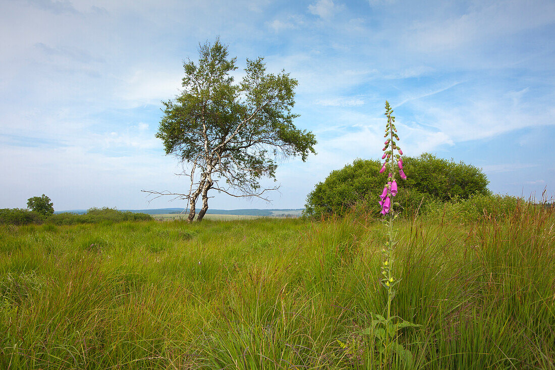 Birch tree and foxglove (Digitalis purpurea), Hohes Venn, Eifel, Belgium