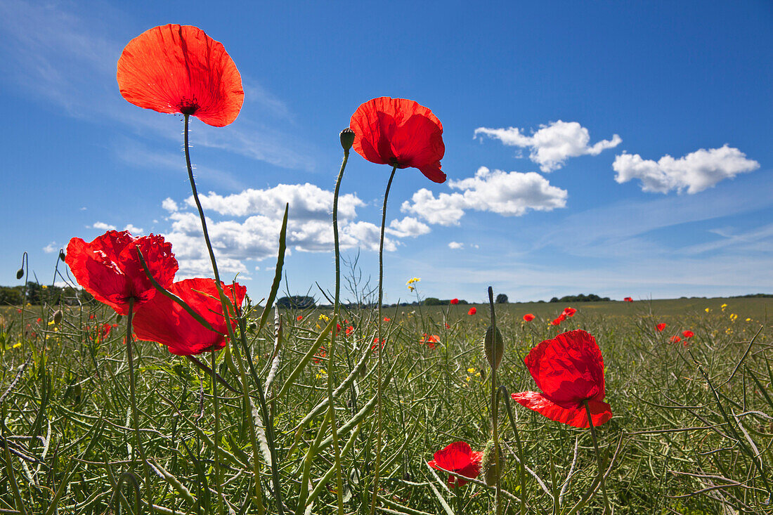 Poppies in a field, Ruegen island, Baltic Sea, Mecklenburg Western-Pomerania, Germany