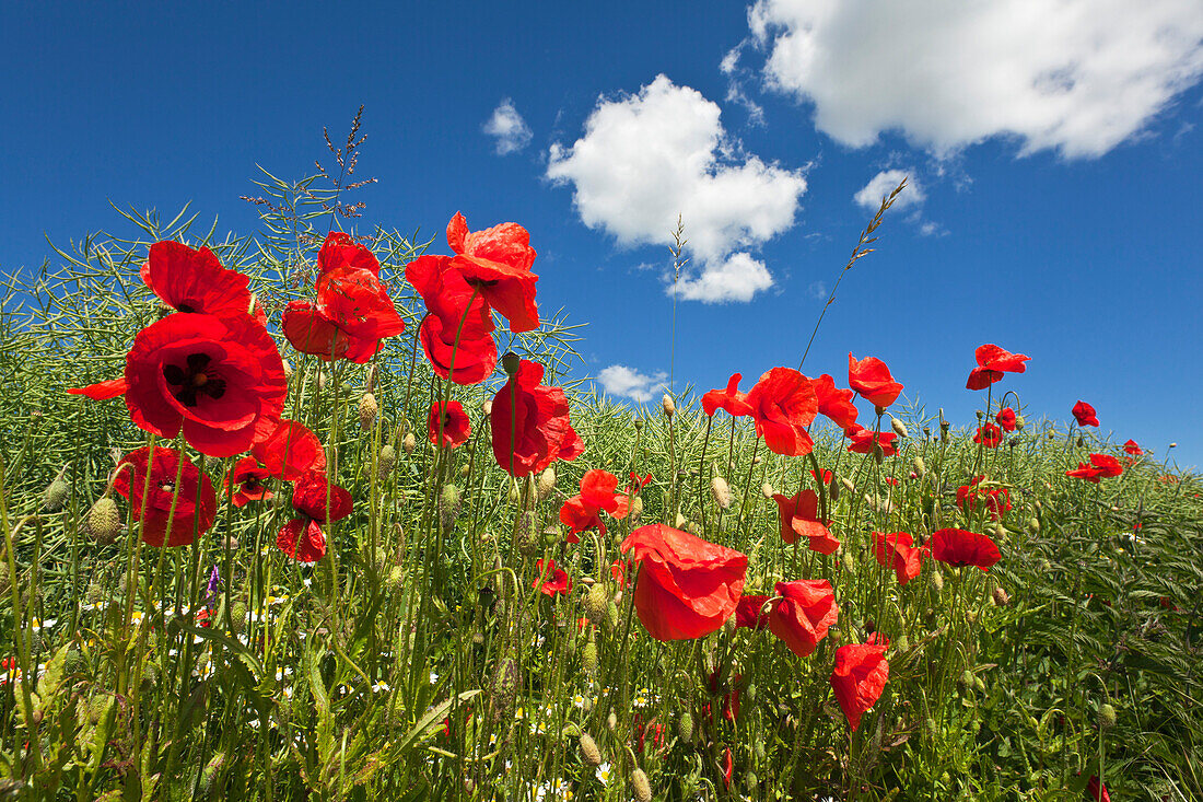 Wiese mit Mohnblumen, Insel Rügen, Ostsee, Mecklenburg-Vorpommern, Deutschland