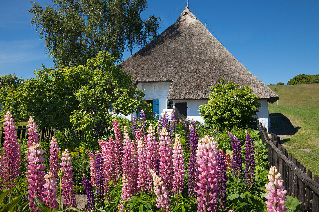 Hyacinths in the garden of the Pfarrwitwenhaus, Gross Zicker, Moenchgut peninsula, Ruegen island, Baltic Sea, Mecklenburg Western-Pomerania, Germany