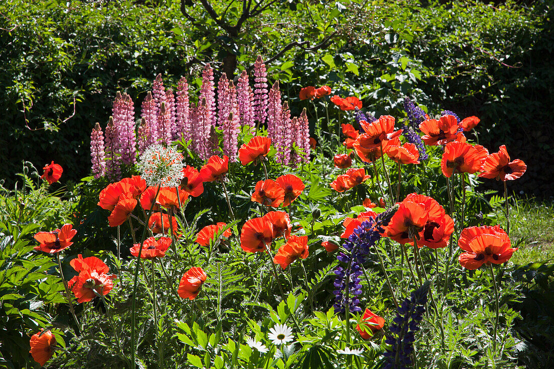 Poppies and hyacinths in a garden, Gross Zicker, Moenchgut peninsula, Ruegen island, Baltic Sea, Mecklenburg Western-Pomerania, Germany