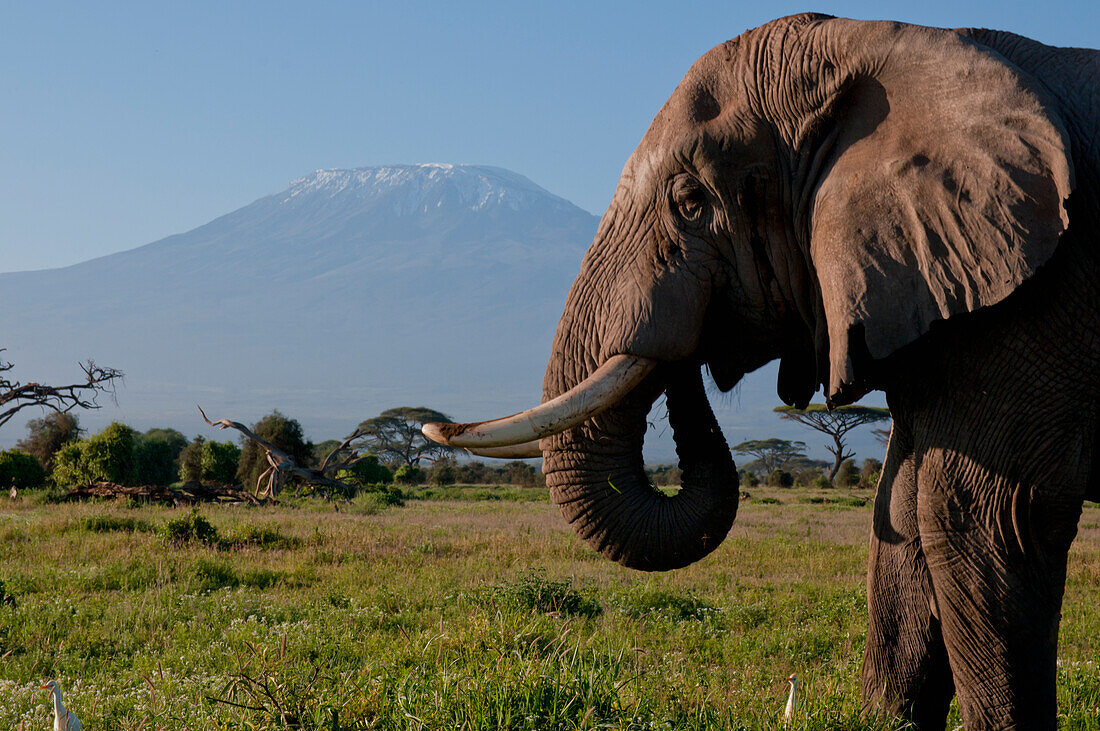 Solitary Bull Elephant, Mt Kilimanjaro, Amboseli, Kenya