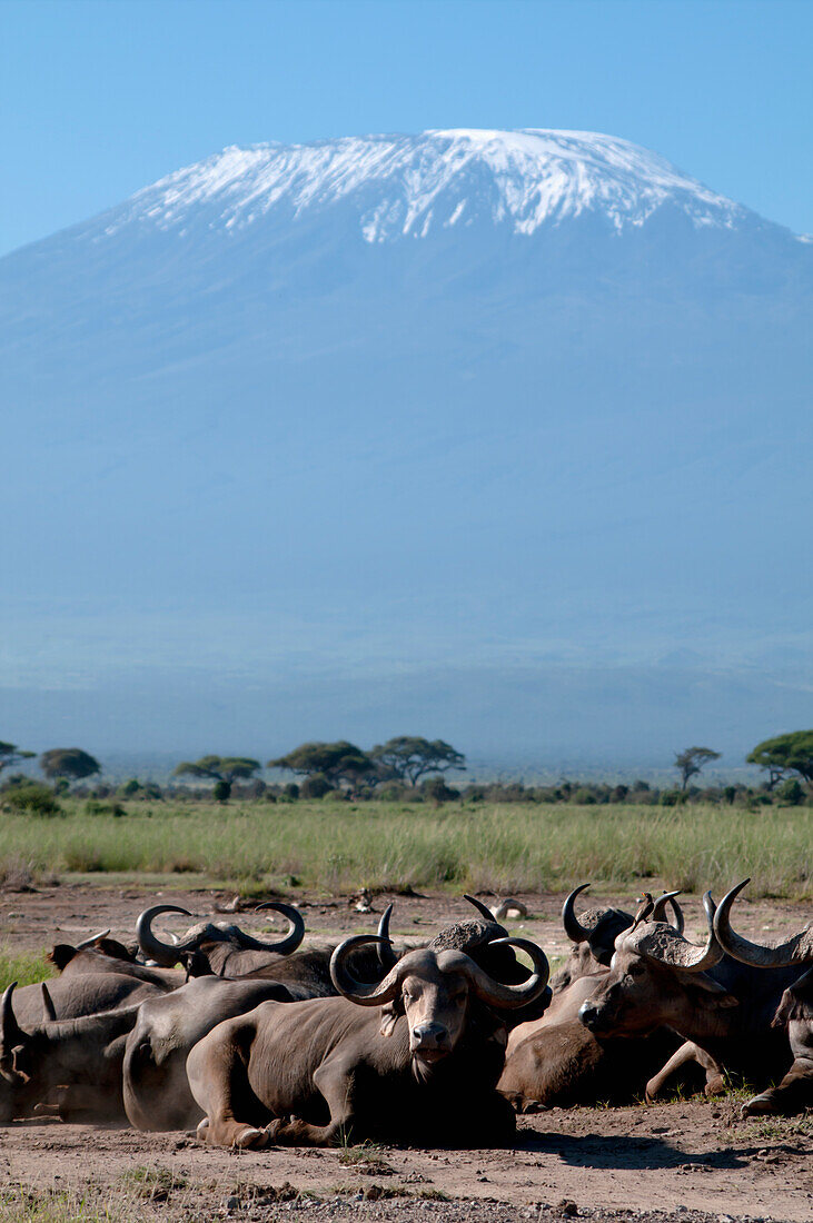 Group Of Cape Buffaloes, Mt Kilimanjaro, Kenya
