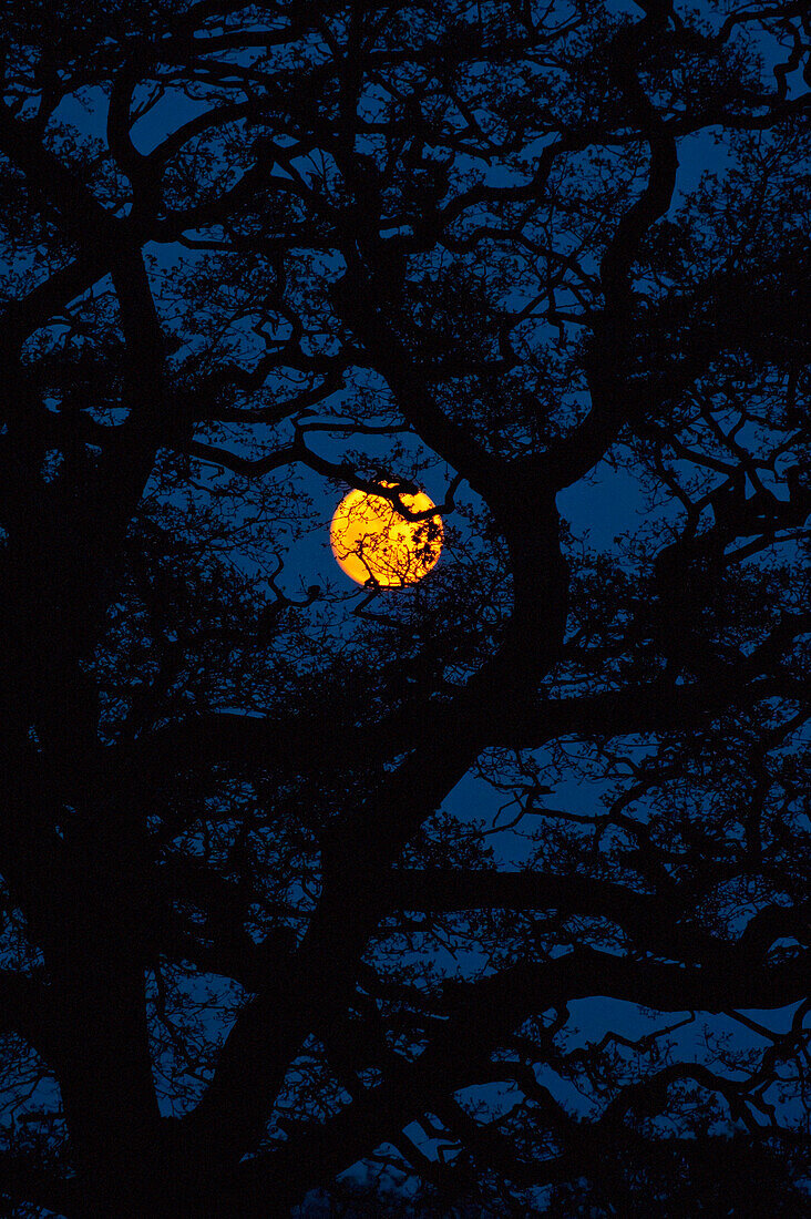 Moon Rising Behind Old Oak Tree, Petersfield, Hampshire, Uk