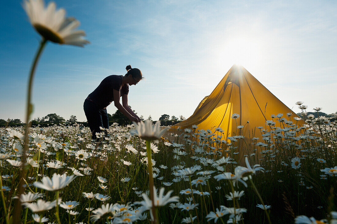 Woman Setting Up Tent In Field Of Ox-Eye Daisies, Isfield, East Sussex, Uk