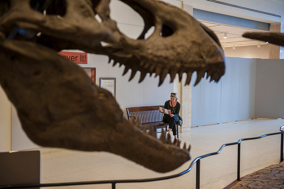 Tyrannosaurus Rex, Museum Of Texas Tech, Lubbock, Texas, Usa