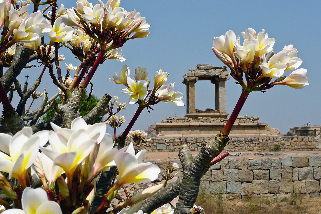 Flowering Frangipani Tree With Temple In The Background At Hampi, Karnataka, India