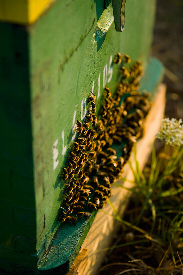 Bees clustered together on the outside of the hive entrance, ierissos halkidiki greece