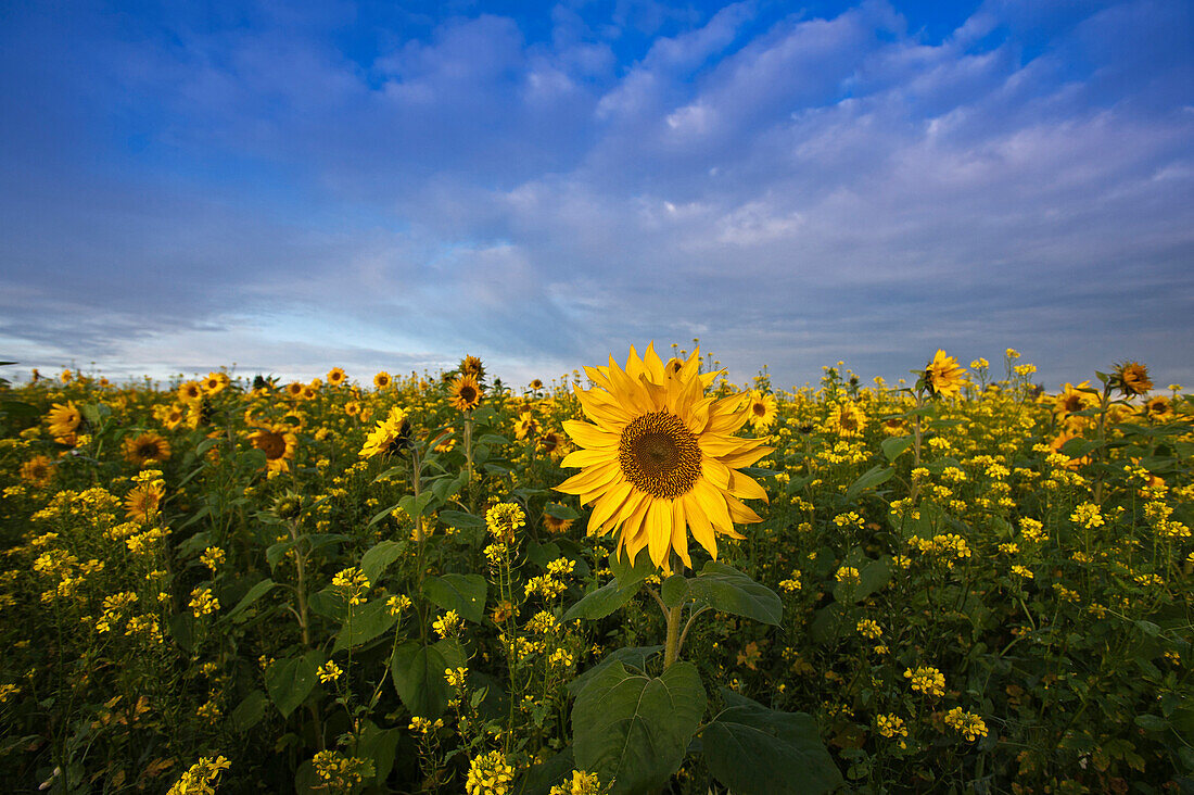 Sunflower field near Landsberg am lech, Upper Bavaria, Bavaria, Germany