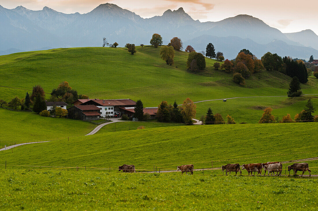 The foothills of the Alps near Steingaden, Upper Bavaria, Bavaria, Germany