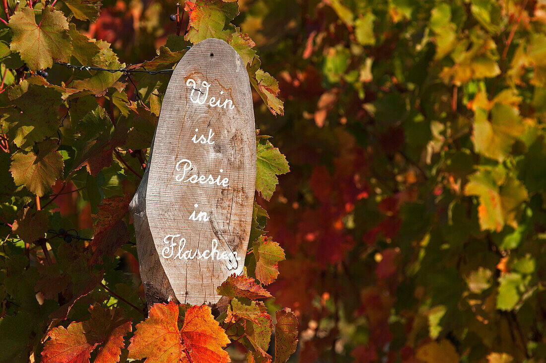 Vineyards along the Wine education path, Markelsheim, Franconia, Bavaria, Germany