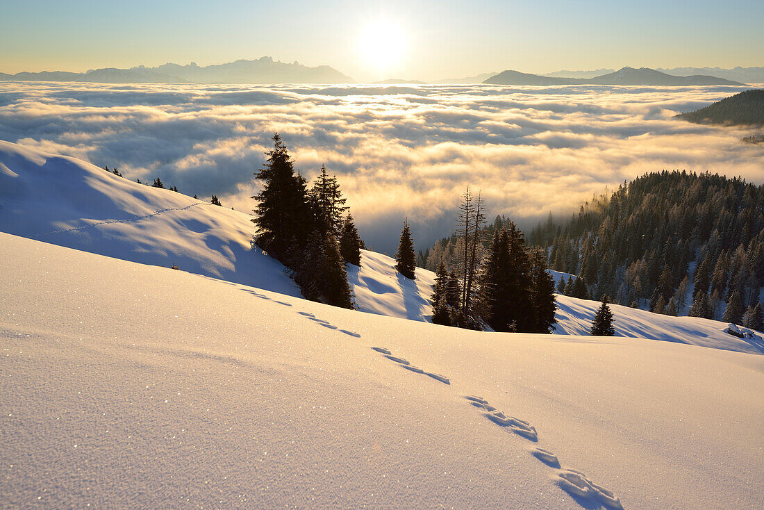 Hasenspur geht über Schneefläche mit Dachsteingebirge und Niedere Tauern im Hintergrund, nahe Arthurhaus, Hochkönig, Berchtesgadener Alpen, Salzburg, Österreich