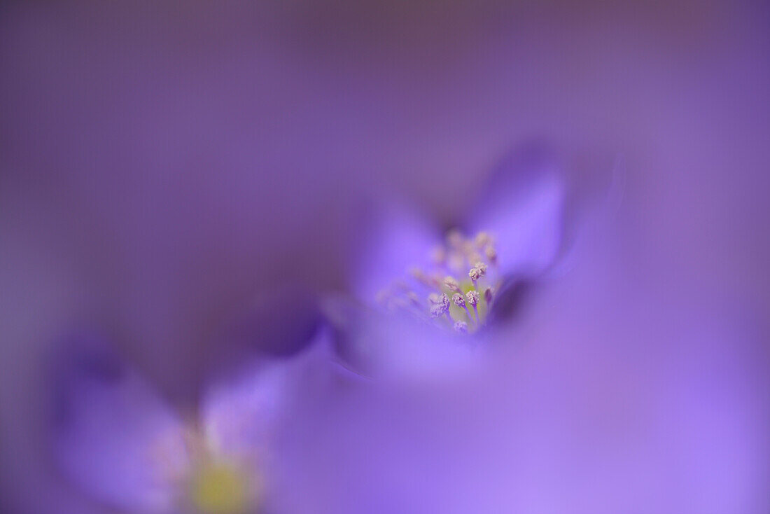 Close up of liverleaf blossoms, Heuberg, Chiemgau range, Upper Bavaria, Bavaria, Germany