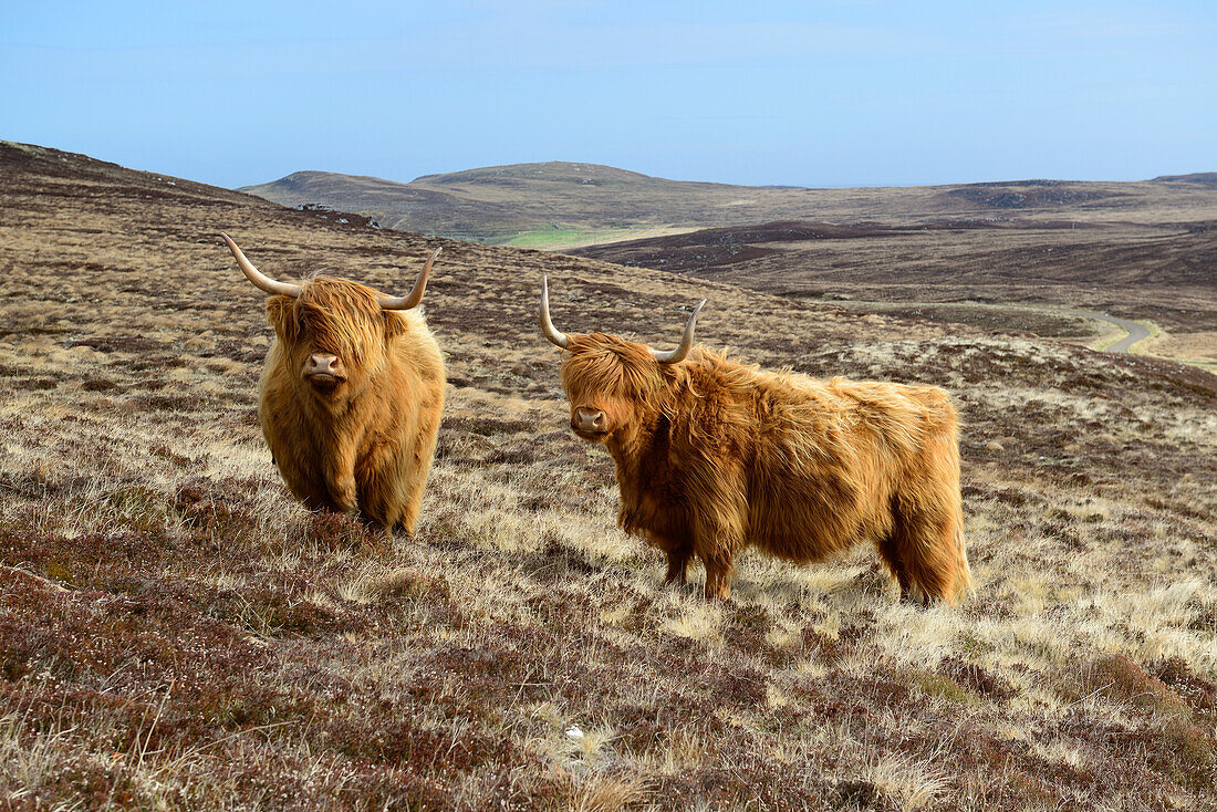 Zwei Schottische Hochlandrinder, Schottisches Hochlandrind, Highland, Schottland, Großbritannien, Vereinigtes Königreich
