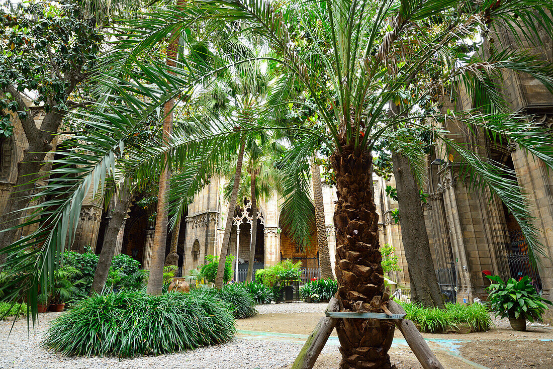Atrium and cloister of cathedral, La Catedral de la Santa Creu i Santa Eulalia, Gothic architecture, Barri Gotic, Barcelona, Catalonia, Spain