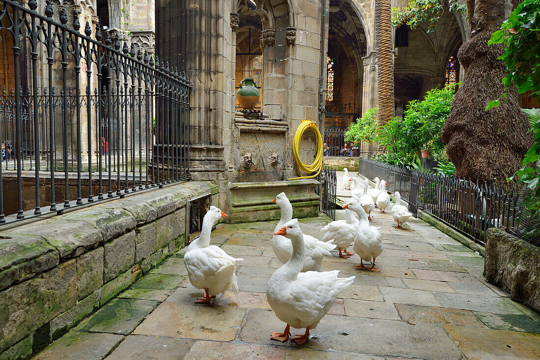 Atrium and cloister of cathedral with holy geese, La Catedral de la Santa Creu i Santa Eulalia, Gothic architecture, Barri Gotic, Barcelona, Catalonia, Spain