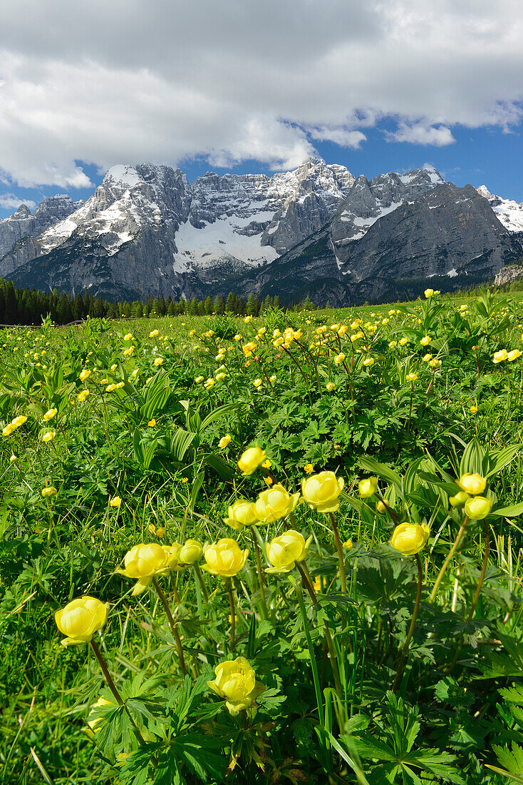 Globeflowers in front of Sorapis range, Misurina, Dolomites, UNESCO World Heritage Site Dolomites, Venetia, Italy