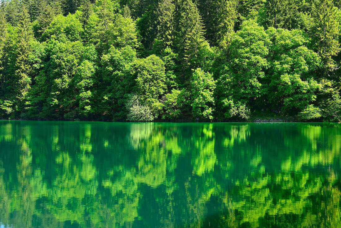 Trees reflecting in lake Tovel, lake Tovel, Brenta range, Brenta, Dolomites, UNESCO World Heritage Site Dolomites, Trentino, Italy