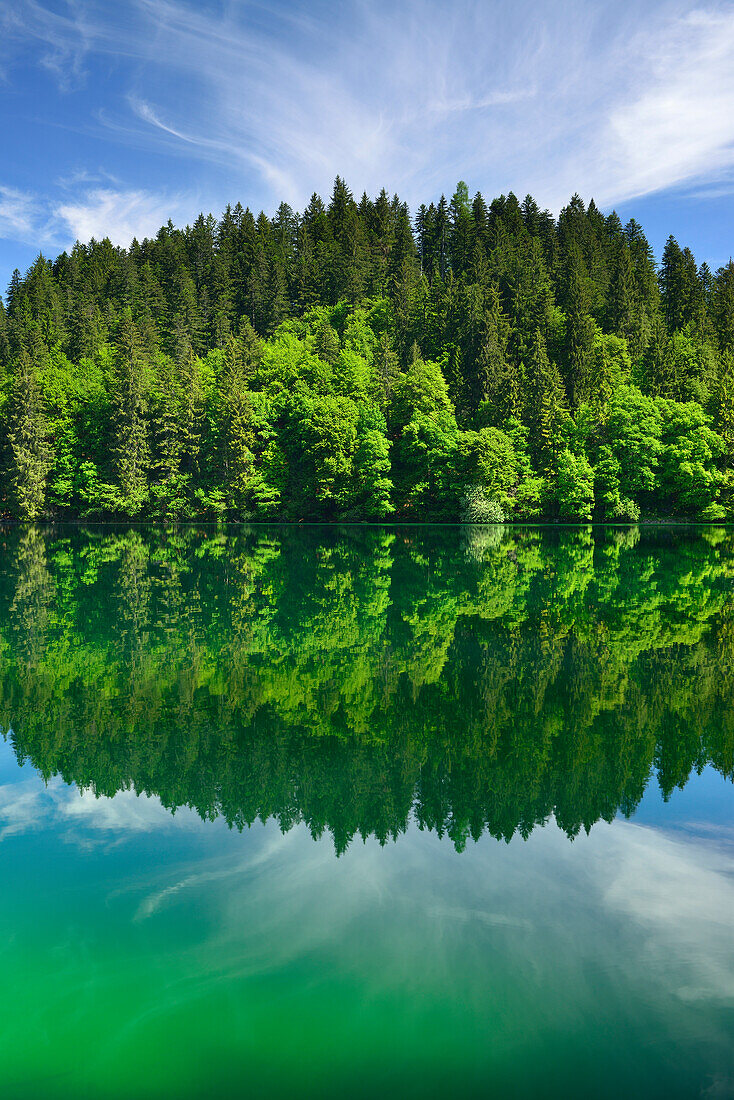 Bäume spiegeln sich im Lago Tovel, Lago Tovel, Brentagruppe, Brenta, Dolomiten, UNESCO Weltnaturerbe Dolomiten, Trentino, Italien