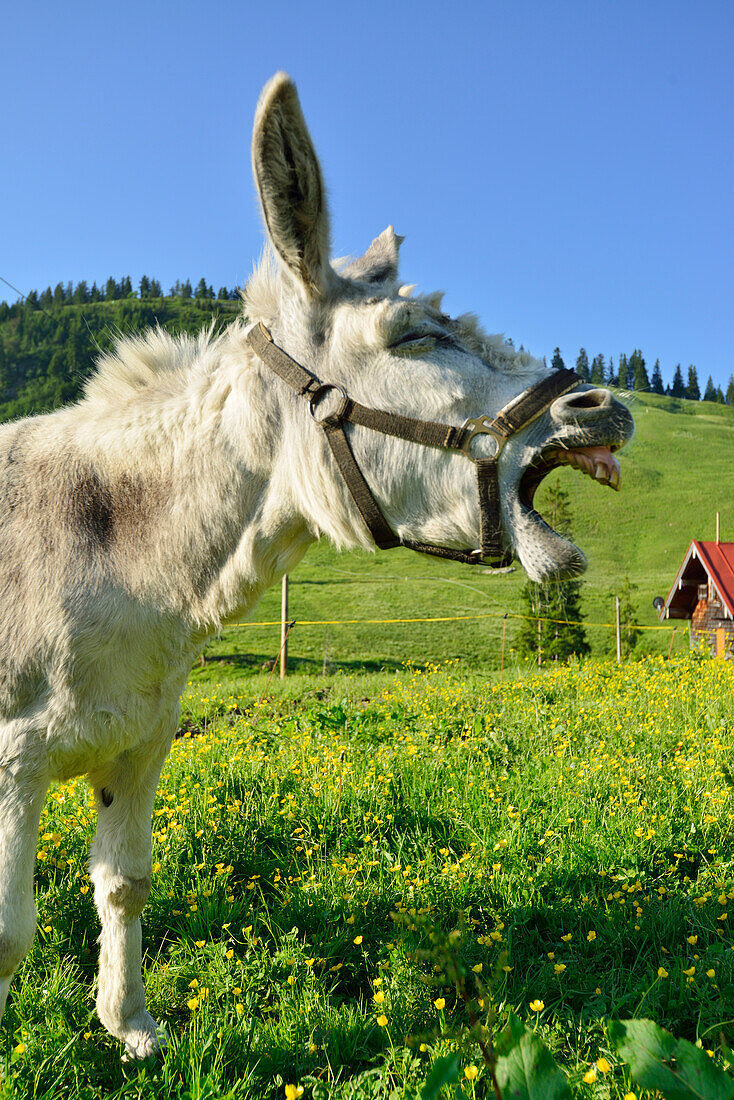 Donkey standing in a flowering meadow and braying, Spitzing, Bavarian Alps, Upper Bavaria, Bavaria, Germany