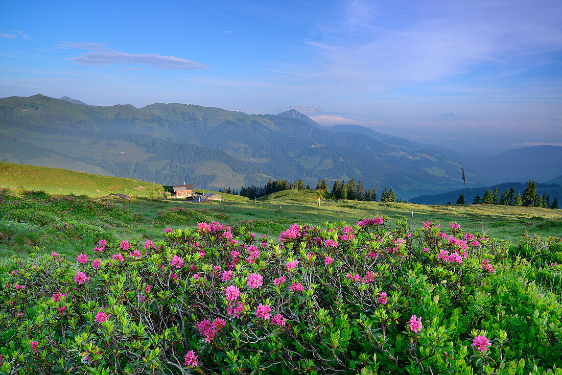 Alpine roses in blossom and alpine hut, Feldalpenhorn, Feldalphorn, Wildschoenau, Kitzbuehel range, Tyrol, Austria