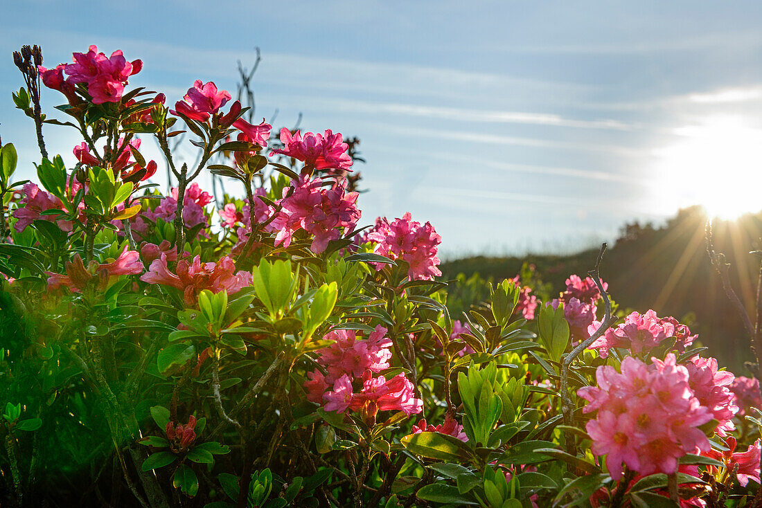 Sonne scheint auf blühende Alpenrosen, Alpenrose, Rhododendron ferrugineum, Feldalpenhorn, Feldalphorn, Kitzbüheler Alpen, Tirol, Österreich
