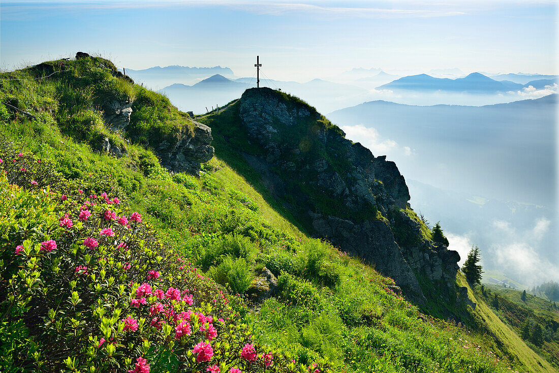 Blühende Alpenrosen mit Gipfel des Feldalpenhorn, Kaisergebirge, Hohe Salve und Gampenkogel im Hintergrund, Feldalpenhorn, Feldalphorn, Wildschönau, Kitzbüheler Alpen, Tirol, Österreich