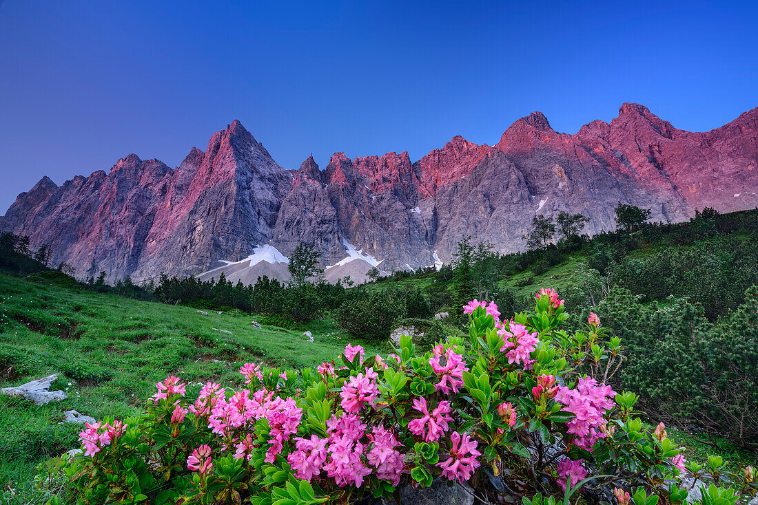 Blühende Alpenrosen mit Laliderer Wänden im Alpenglühen, Laliderer Wände, Karwendel, Tirol, Österreich