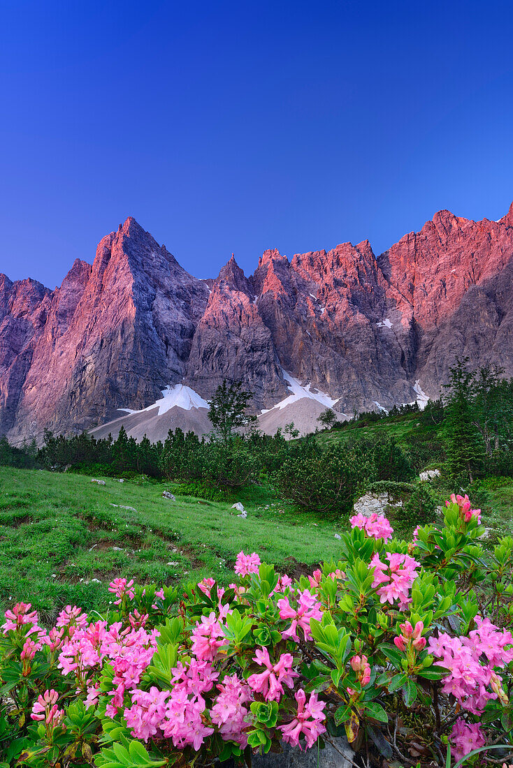 Blühende Alpenrosen mit Laliderer Wänden im Alpenglühen, Laliderer Wände, Karwendel, Tirol, Österreich