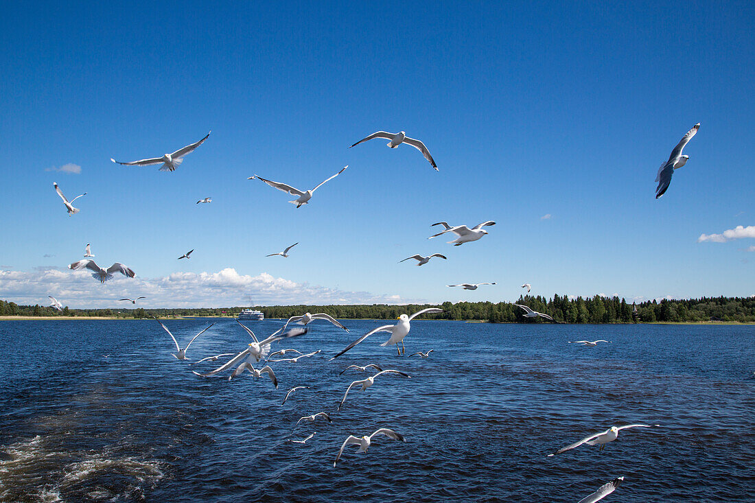 Seagulls behind river cruise ship MS General Lavrinenkov (Orthodox Cruise Company), Lake Onega, Russia, Europe