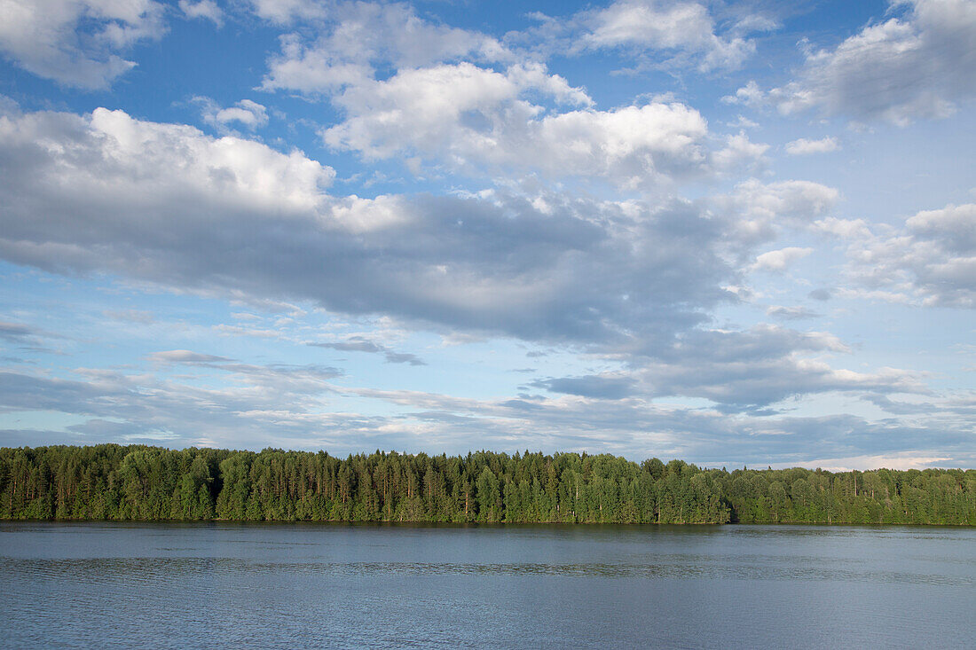 Wald am Ufer des Fluss Scheksna, Wolga-Ostsee-Kanal, Russland, Europa