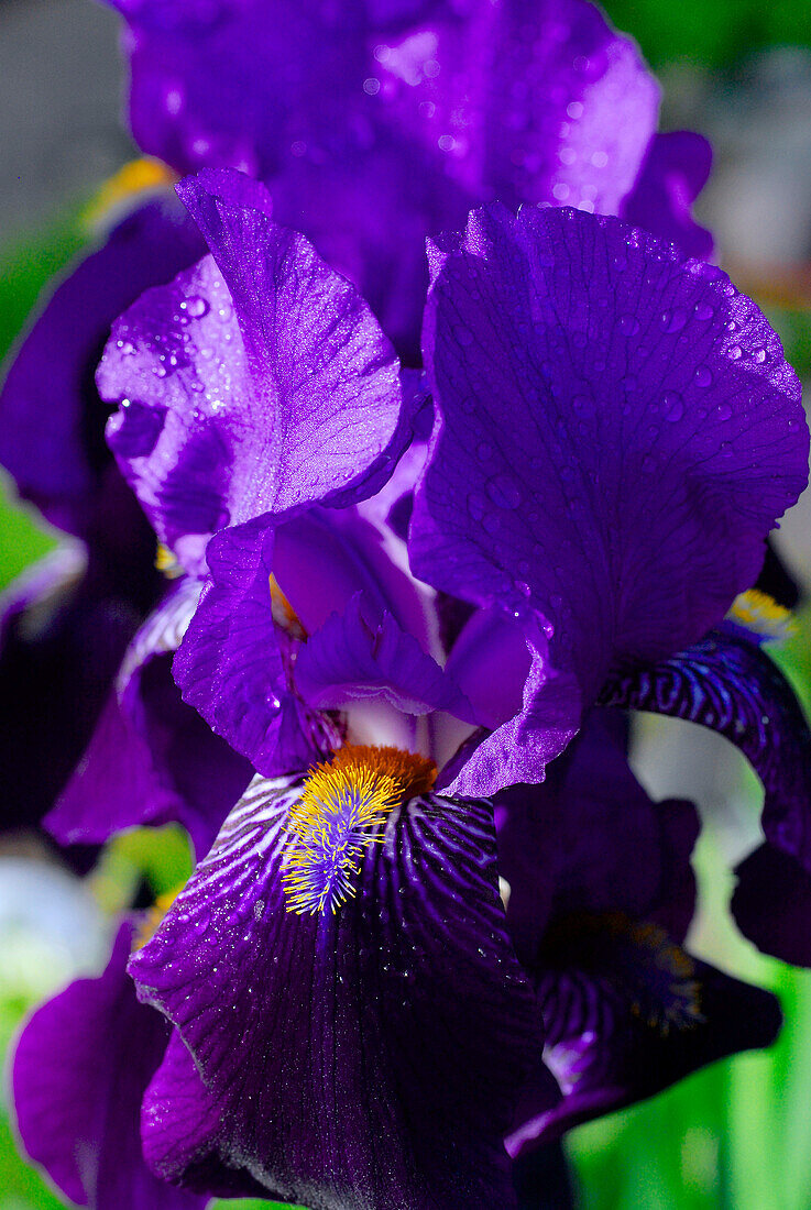 blau-violett blühende Iris mit Wassertropfen, Deutschland