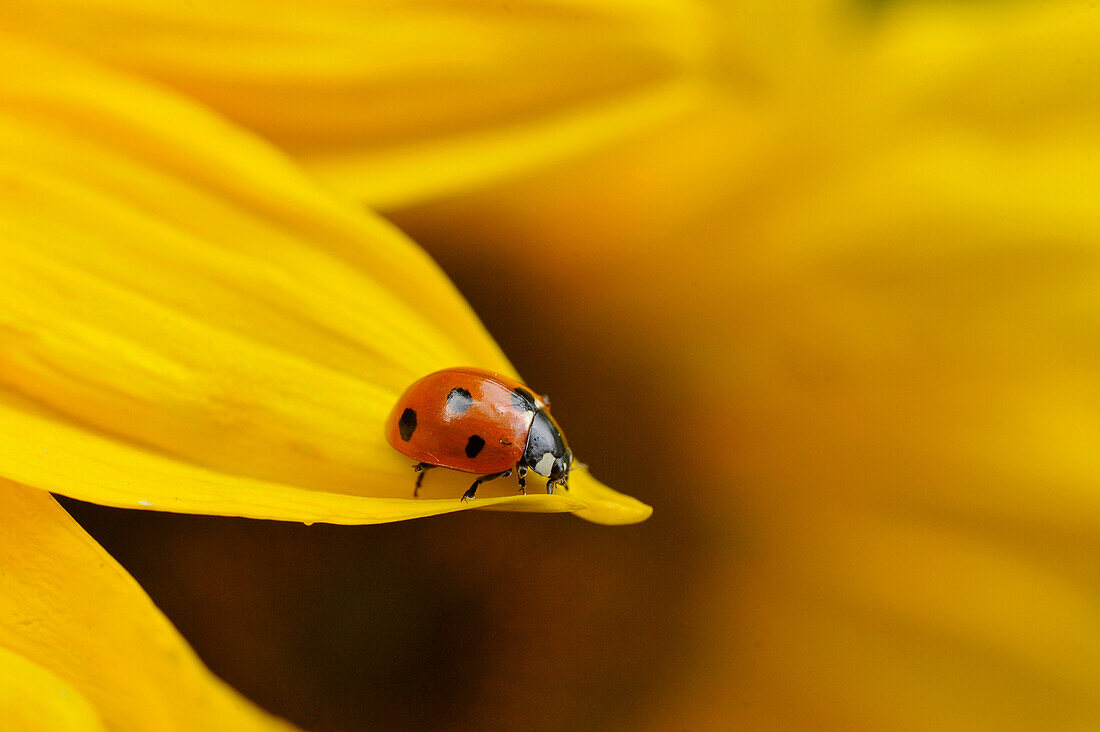 Ladybird, Coccinellidae, sitting on a yellow sunflower leaf, Germany