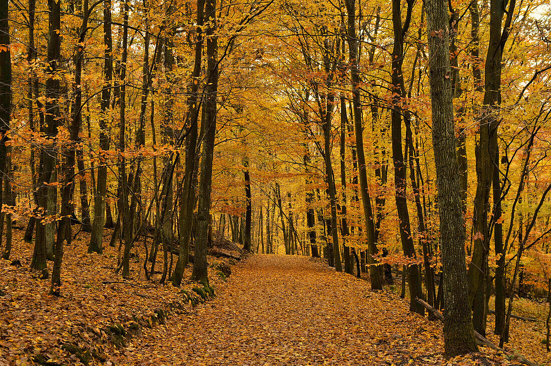 Forest trail covered with yellow beech leaves, Krofdorfer Forst, Central Hesse, Germany