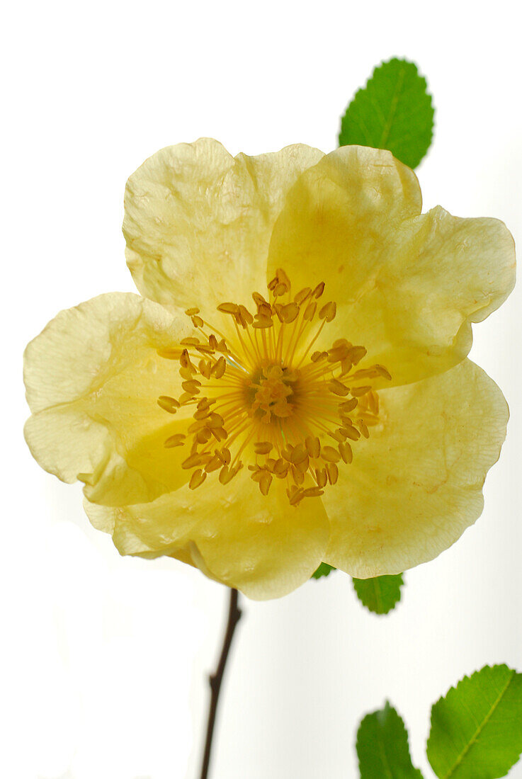 durchscheinende gelbe Wildrose vor weißen Hintergrund, zarte Blütenblätter einer Rose, Deutschland