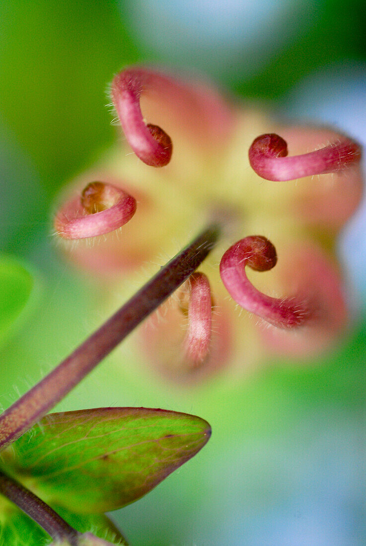 Garden columbine, Aquilegia vulgaris, close up from above, macro, Germany