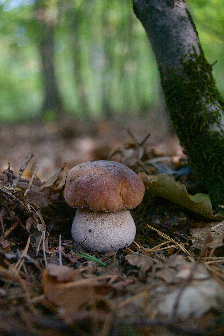 Small porcini, Boletus edulis and leaves in a forest, Central Hesse, Germany