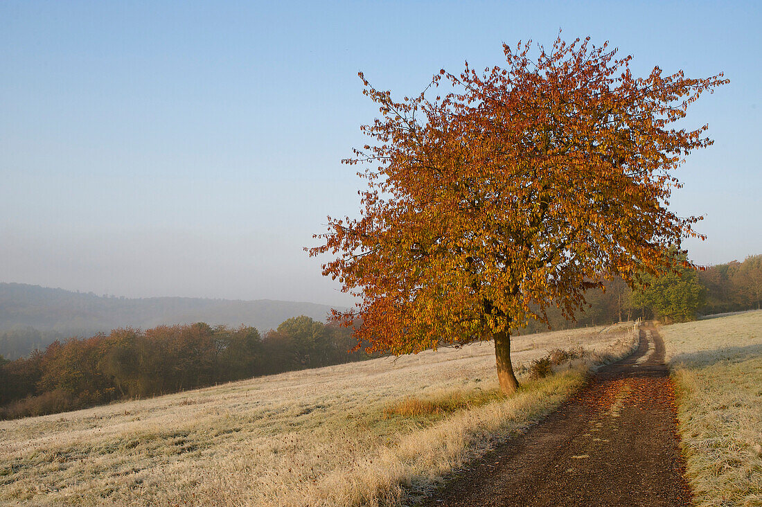 Farm track between pastures covered with frost, Autumn coloured cherry tree in the foreground, forest and hills in the background, Central Hesse, Germany