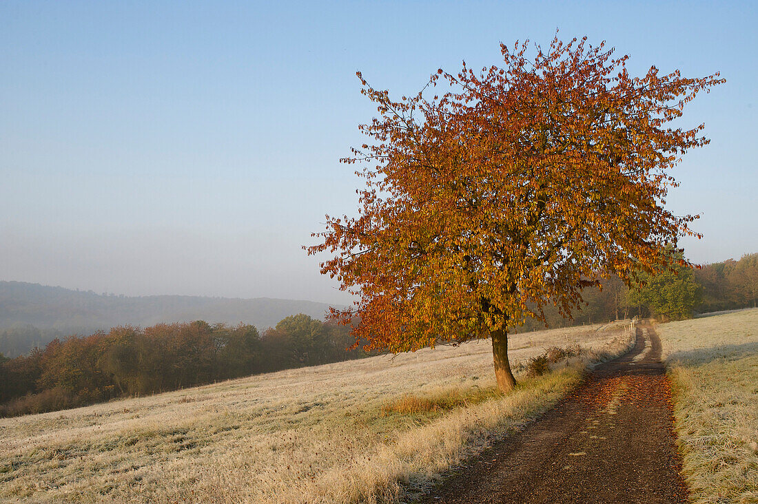 herbstlicher Feldweg durch Raureif bedeckte Weiden mit Kirschbaum mit Herbstlaub, Wald und Hügel im Hintergrund, Mittelhessen, Hessen, Deutschland