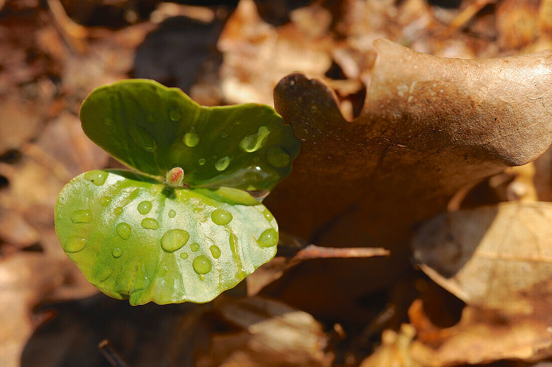 New shoot from a beech tree amidst brown leaves in Spring, Central Hesse, Germany