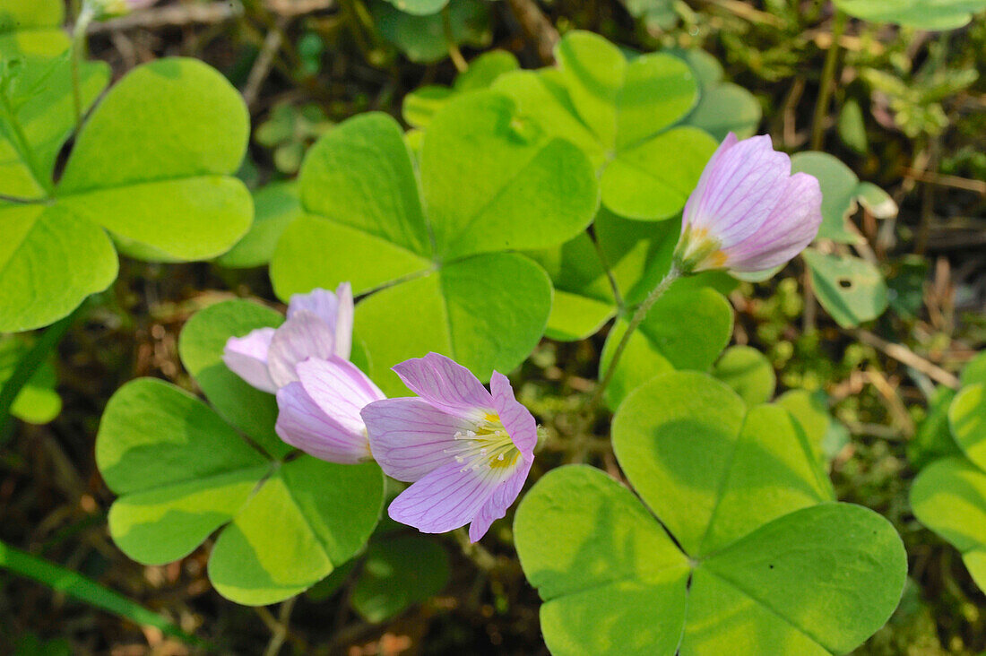 Blossoming purple globe clover, Trifolium alpestre, Central Hesse, Germany