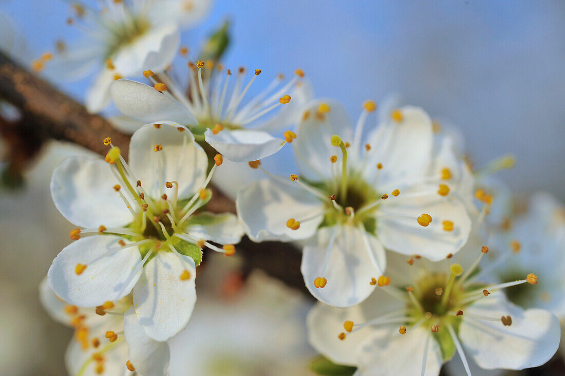 Blosomming whitethorn, genus Crataegus, with many small flowers in full blossom, blurred with partial sharpness, macro close up, Hesse, Germany