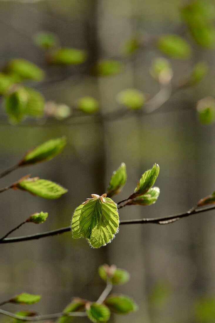 frisches Buchengrün, zierlicher Zweig vor unscharfen Zweigen und Baumstämmen, Buchenwald im April, Mittelhessen, Hessen, Deutschland