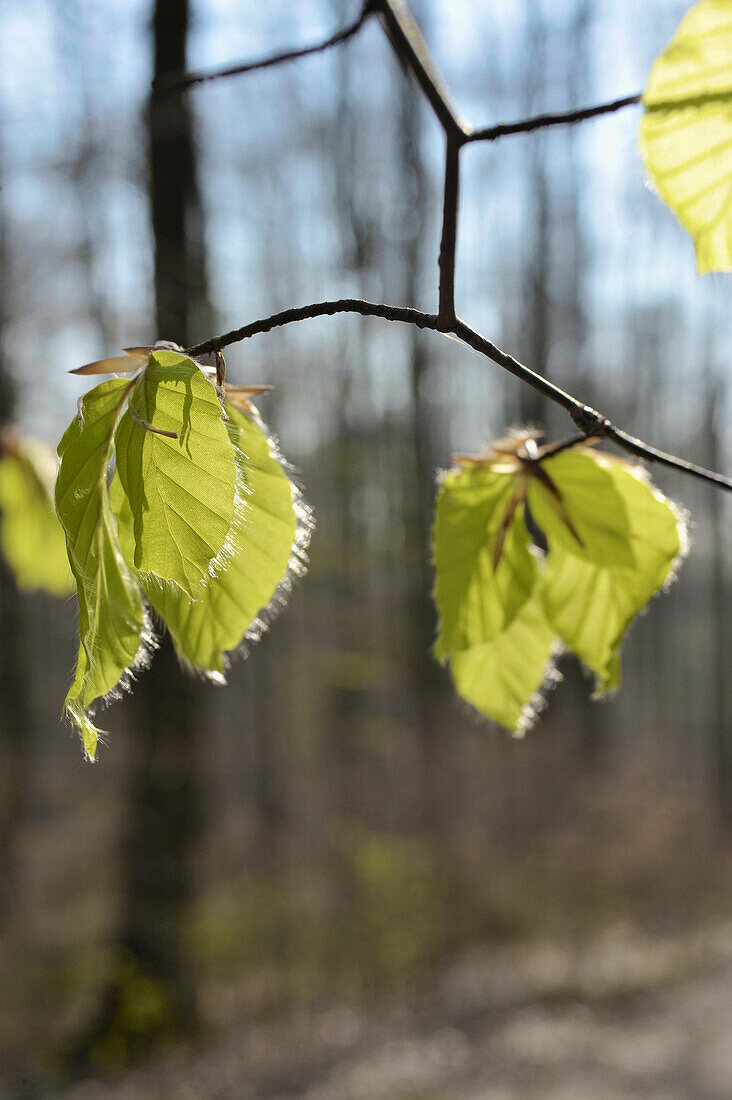 Young beech leaves in a beech forest in Spring, Central Hesse, Germany