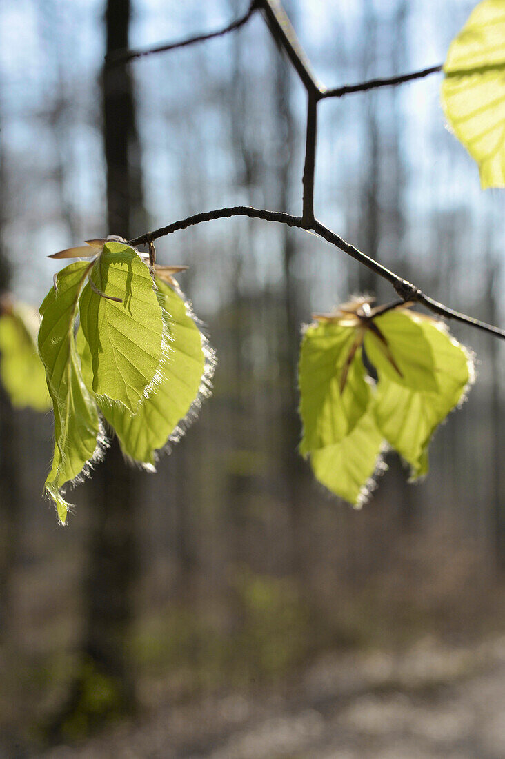 frisches Buchengrün, junges Buchenlaub, Buchenwald im April, Mittelhessen, Hessen, Deutschland