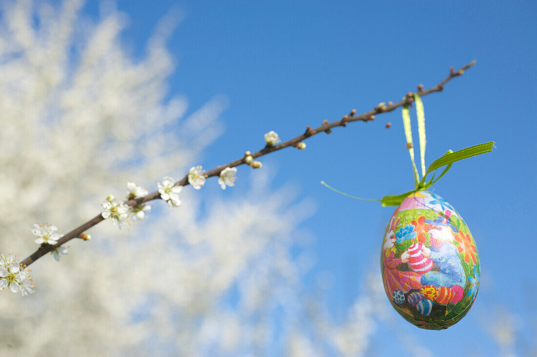 Easter egg hanging on a blossoming branch of a white thorn bush, blue sky with white blossoms